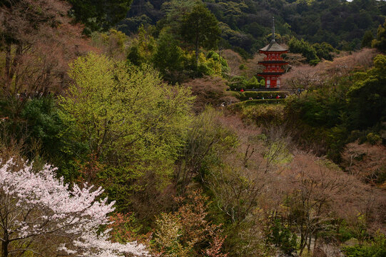 Kiyomizu dera temple view, kyoto, Japan