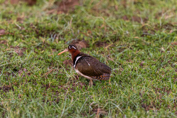 Fototapeta premium The Greater Painted-Snipe is a shy and normally very difficult species to see