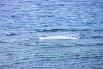 Fototapeta premium humpback whale tail