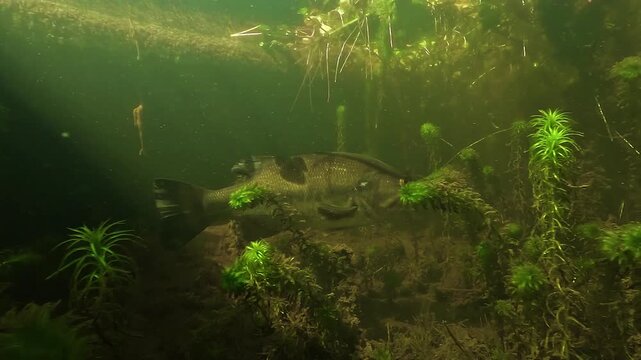 Underwater view of a largemouth bass Micropterus salmoides swimming sheltered within dense aquatic vegetation in shallow freshwater habitat