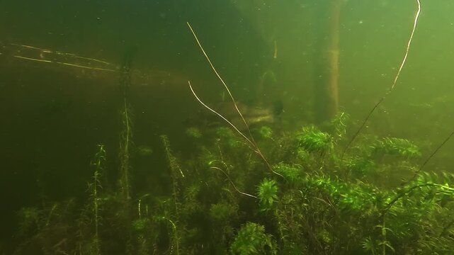 Underwater view of a largemouth bass Micropterus salmoides swimming back and forth through aquatic plants in shallow freshwater habitat