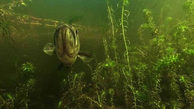 Underwater view of a largemouth bass Micropterus salmoides passing above the camera, revealing its silver belly in profile and three visible pores beneath the lower jaw in shallow freshwater habitat