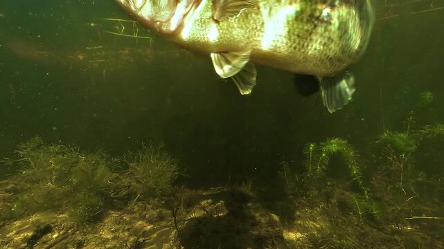 Underwater view of a nervous largemouth bass Micropterus salmoides attacking the camera above its nest during spawning season, showing aggressive nest guarding in shallow freshwater habitat