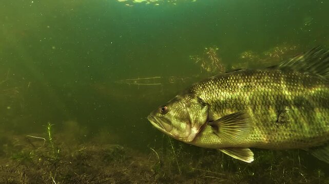 Underwater view of a largemouth bass Micropterus salmoides moving in and out of frame above its nest, with visible eggs on the bottom in shallow freshwater habitat