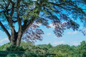 Fototapeta premium A contrasting tree looks the biggest in the forest