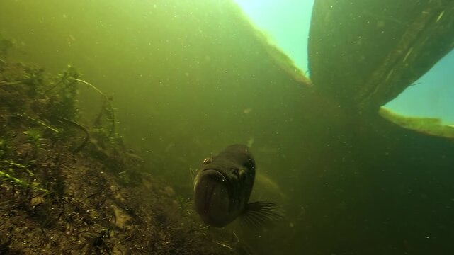 Camera touches the mouth of a black bass Micropterus salmoides above its eggs, showing calm early spawning behavior before the aggressive nest guarding phase