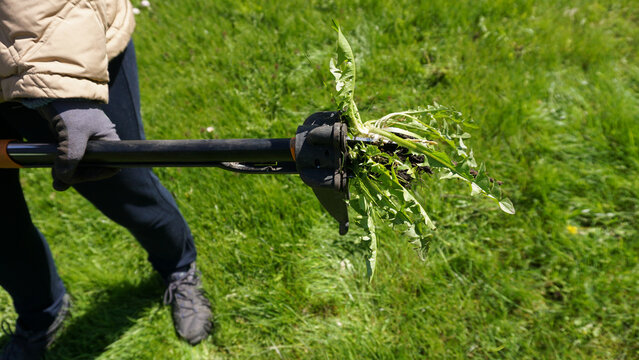 Gardener removing dandelion Taraxacum officinale with manual weeding tool showing long taproot and fresh leaves in lawn. Garden maintenance, organic care, weed control and traditional herbal plant use