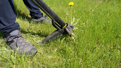 Gardener removing dandelion Taraxacum officinale with manual stand up weed puller. Practical garden maintenance, organic care, weed control and traditional herbal plant use © jtamm