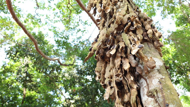 Seed of Mucuna macrocarpa Wall. A bunch of mature pods with seeds𝑀𝑢𝑐𝑢𝑛𝑎 Many hanging perennial vines in the forest on a background of green plant leaves with copy space with selective focus.