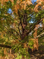 Fototapeta premium Metasequoia glyptostroboides