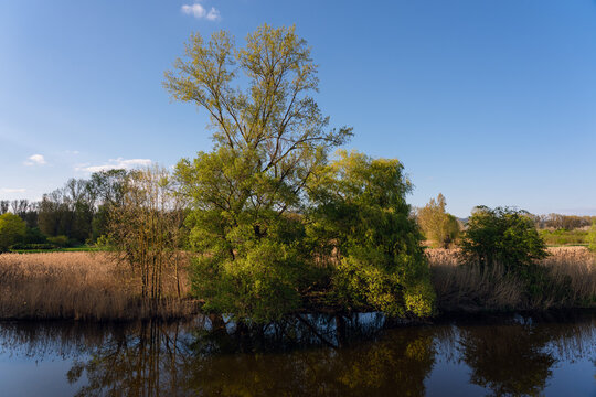Auwald bei Ingelheim (Harter Au)
