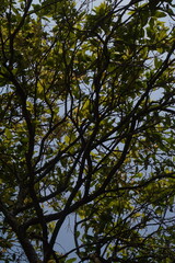 Fototapeta premium View of tree branches and green leaves against a clear sky