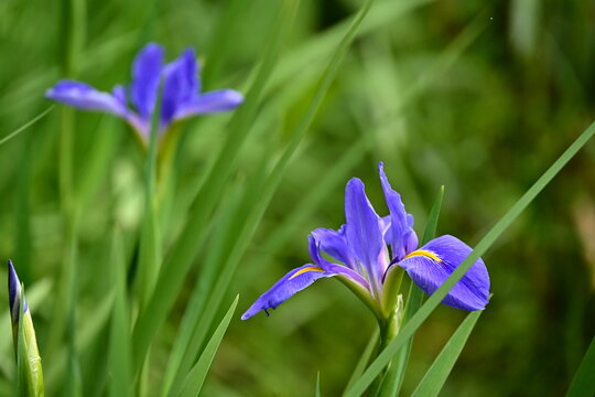Virginia iris blue-purple flowers yellow-white markings foreground background depth, dense sword-shaped green leaves wetland habitat Taiwan marsh garden botanical close-up natural detail.