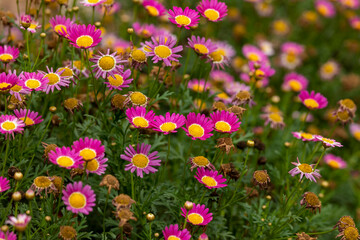 Fototapeta premium Floral pink daisy background