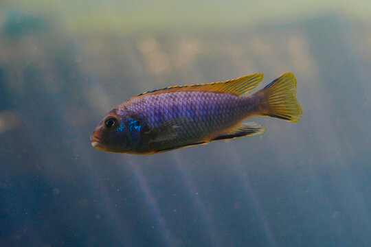 Tilapia fish (Oreochromis mossambicus) is a popular freshwater fish that originates from African waters but is now very commonly found in Indonesia.