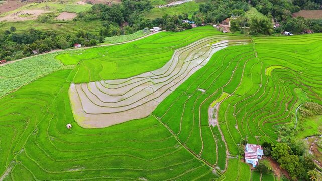 Drone view of vibrant green rice terraces in Canlaon City, Negros Oriental. Agricultural landscape showing traditional farming patterns in the rural highlands of the Philippines islands