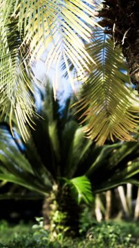 Palm fronds let sunlight dance through their leaves in a garden. Green plants surround the area, creating a lively atmosphere on a sunny day. Nature shows its beauty with vivid greenery.