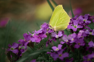 Żółty motyl siedzący na pierwszych, wiosennych kwiatach © Zuzanna