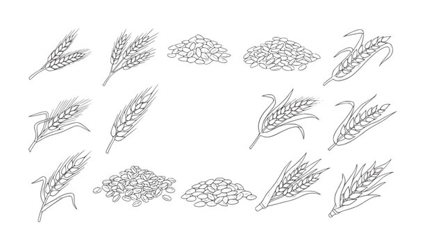 Collection of hand drawn wheat stalks and grain piles in black and white seed