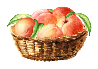 Basket with Fresh Peach fruits and green leaves. Hand drawn watercolor illustration isolated on white background © dariaustiugova