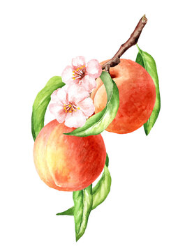 Branch  with leaves, flowers and fresh ripe peaches. Hand drawn watercolor illustration, isolated on white background
