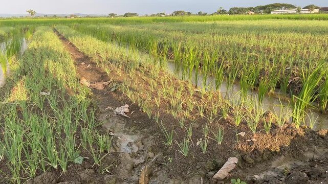 Young Shallot Plants (Allium Cepa) Growing in the Field