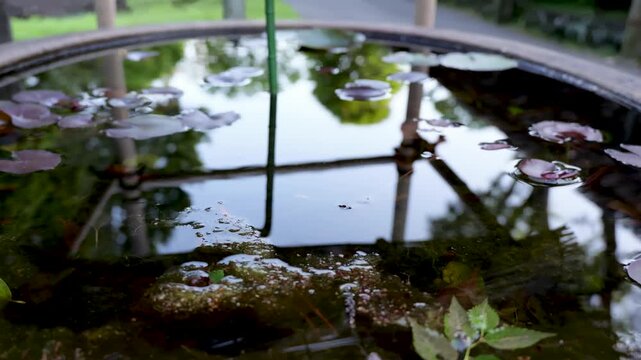 Water Lilies & Reflections in Japanese Stone Basin 'Tsukubai', Gentle Ripples