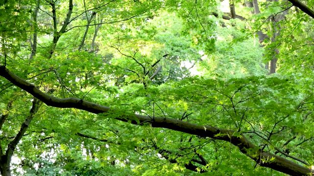Fresh green Japanese maple Momiji leaves swaying in wind .
