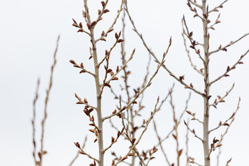 Fototapeta premium Sparse, budding tree branches in early spring, set against a pale sky