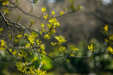fresh spring leaves growing on thin branches, highlighted by warm sunlight with soft blurred background, creating a calm and vibrant natural outdoor scene © Дмитрий Швец