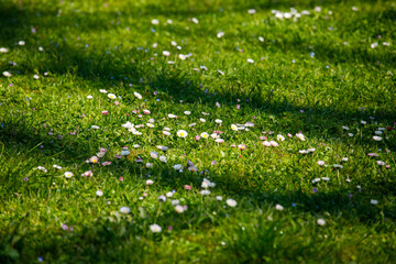 sunlit green meadow covered with small blooming daisies and soft shadows, vibrant spring grass creating a fresh peaceful natural background © Дмитрий Швец