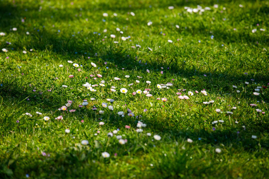 sunlit green meadow covered with small blooming daisies and soft shadows, vibrant spring grass creating a fresh peaceful natural background