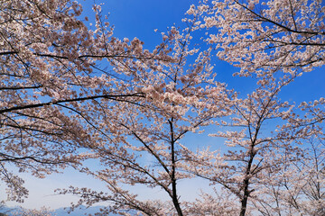 Obraz premium 青い空と白い桜の木