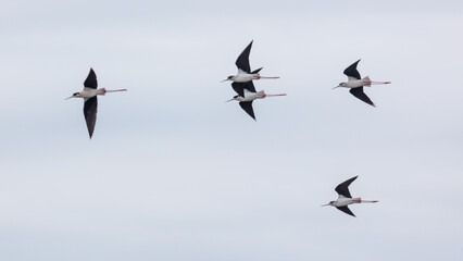 Obraz premium Black-winged stilts fly together over open sky, wings outstretched
