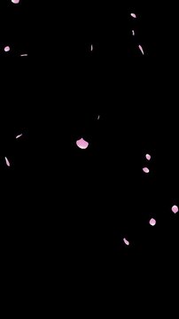 Soft Pink Flower Petals Falling and Drifting in the Wind - 3D rendering