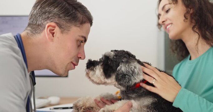 Veterinarian vet greets schnauzer dog during consultation. At the clinic the owner steadies the patient as the doctor offers checkup and gentle care. Concept shows friendly veterinary care.