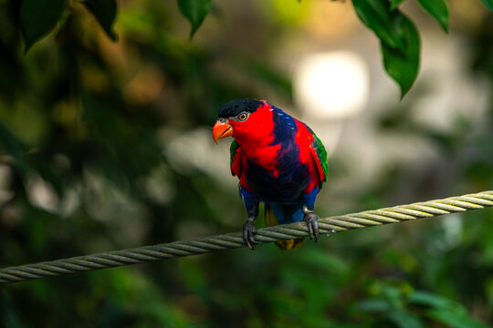 Close up of beautiful Chattering Lory Lorius garrulus perched in a tree at the park, selective focus
