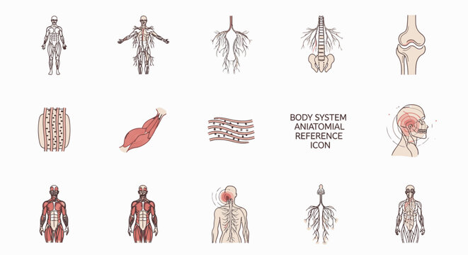 Collection of human body system anatomical reference icons and diagrams for medical and educational purposes.