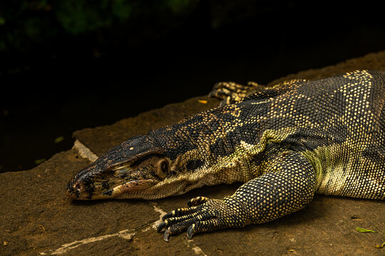 Asian water monitor - Varanus salvator also common water monitor, large varanid lizard native to South and Southeast Asia