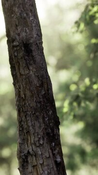 Soft rays of sunlight cascade through the canopy, creating a serene atmosphere around a strong tree trunk nestled among vibrant foliage. Natures beauty shines in this tranquil setting.