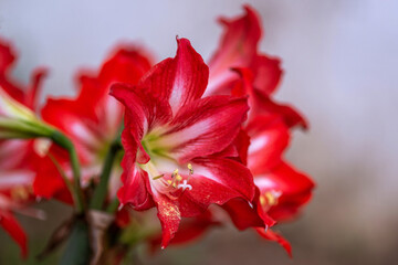 Fototapeta premium Amaryllis dans un jardin au printemps