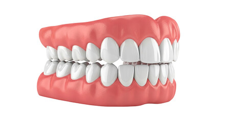 Obraz premium Human Dentition Model