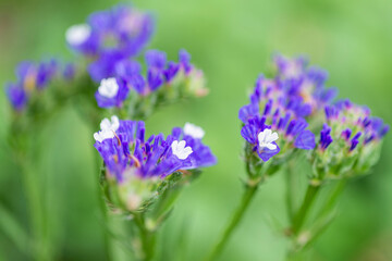 Obraz premium Saladelle sinuée dans un jardin au printemps