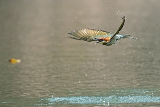 The kingfisher inhabits the forests of Thailand.