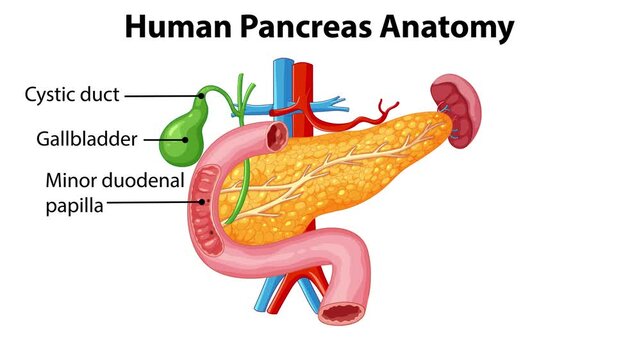 Animated human pancreas anatomy with labels for medical education shows internal organs including gallbladder, duodenum, and spleen in dynamic motion.