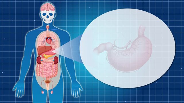 Anatomy of human body highlighting stomach function on blue futuristic medical grid background for educational healthcare presentation.