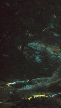 A serene forest path winds through towering trees, cloaked in soft mist. Gentle beams of fading light illuminate the tranquil ground, creating a magical atmosphere at dusk.