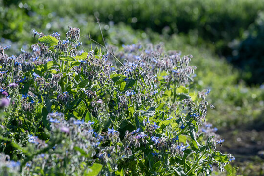 Bourache officinale dans une prairie au printemps