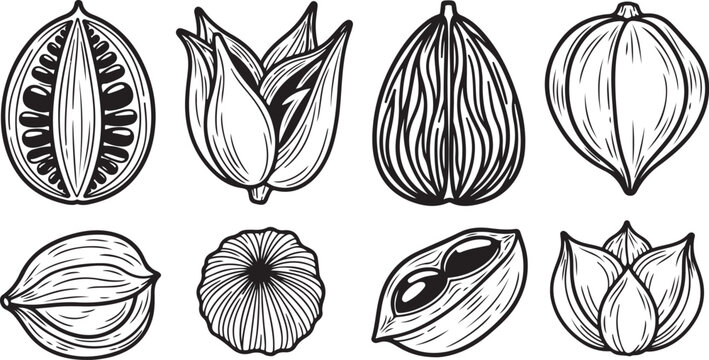 Illustrations of various leaf shapes and vein patterns Vector