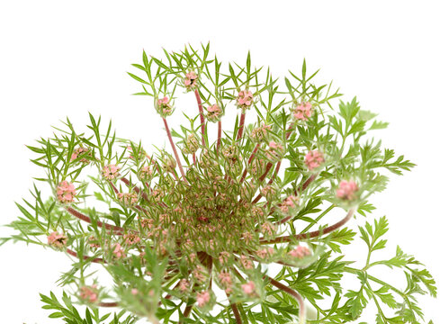 Flora of Gran Canaria -  Daucus carota, wild carrot starting to flower